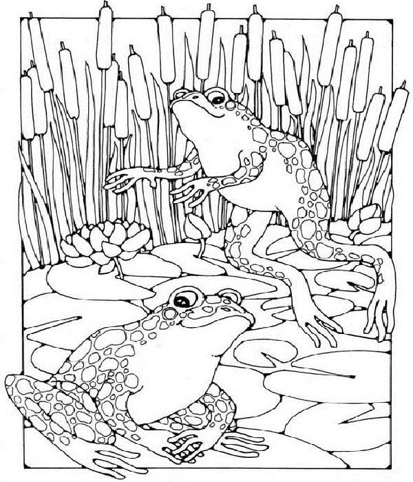 Realistic Frog Coloring 