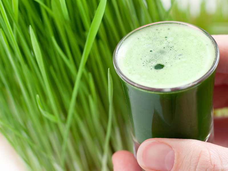 Wheatgrass Is The Freshly Sprouted First Leaves Of The Common Wheat Plant