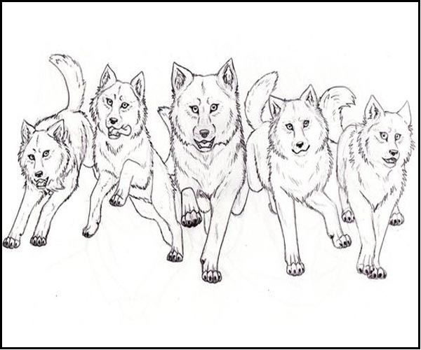 Wolves pack coloring pictures 
