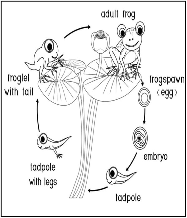 Life Cycle Of Frog Picture