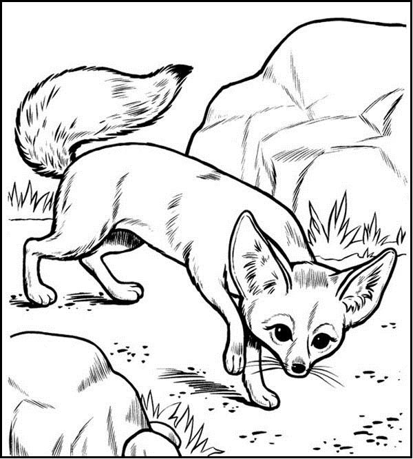 Fennec Fox Coloring Image