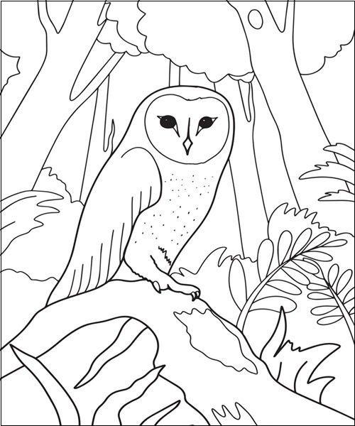 Barn Owl Coloring Picture