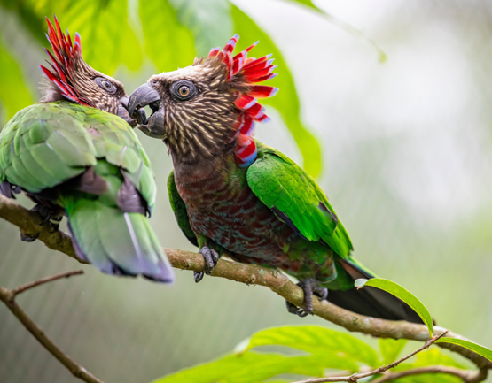Hawk Headed Parrots