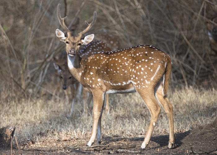 types of deer images 