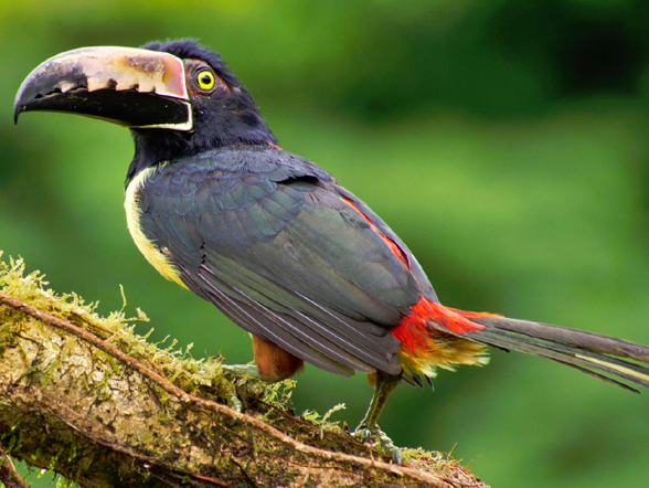 Collared Aracari Beak