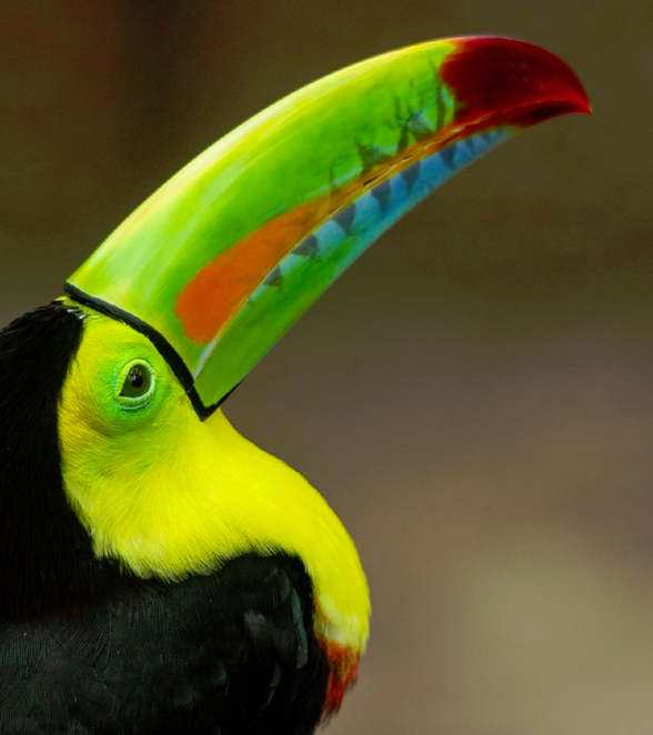 Keel Billed Toucan Beak