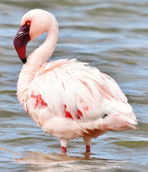 Lesser Flamingo Beak