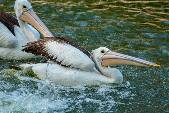 Pelicans Beak