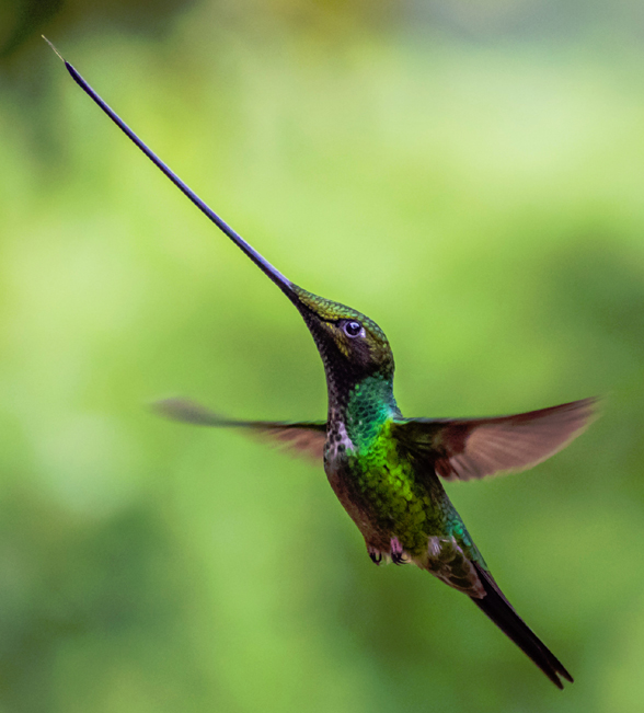 Sword Billed Hummingbird