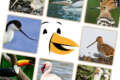 20 Beautiful Long Beak Birds Names and Pictures