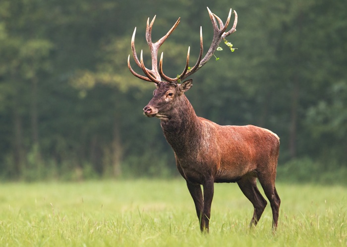 largest deer breeds 