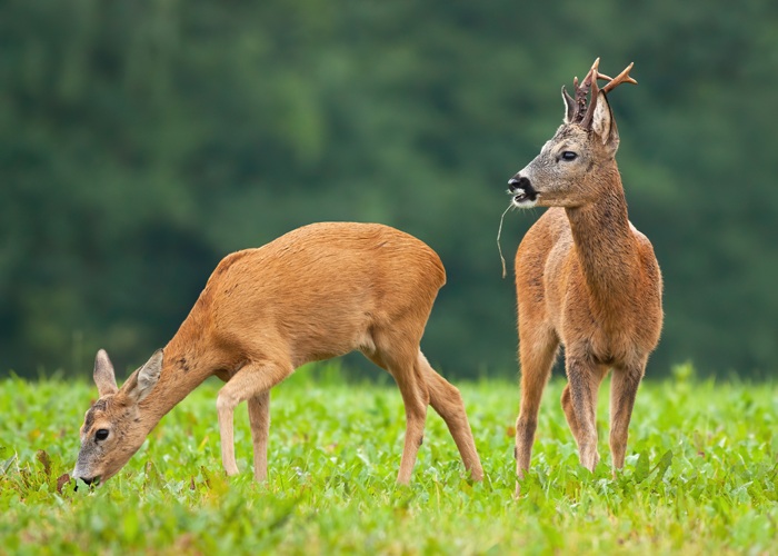 types of deer in the world