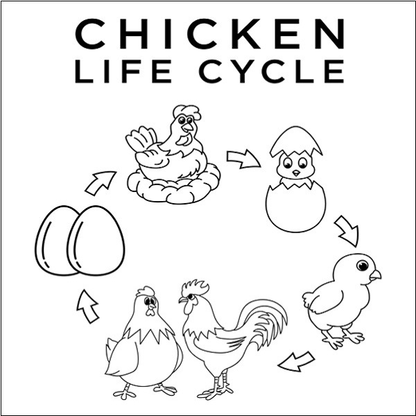 Chicken Life Cycle Coloring Sheet