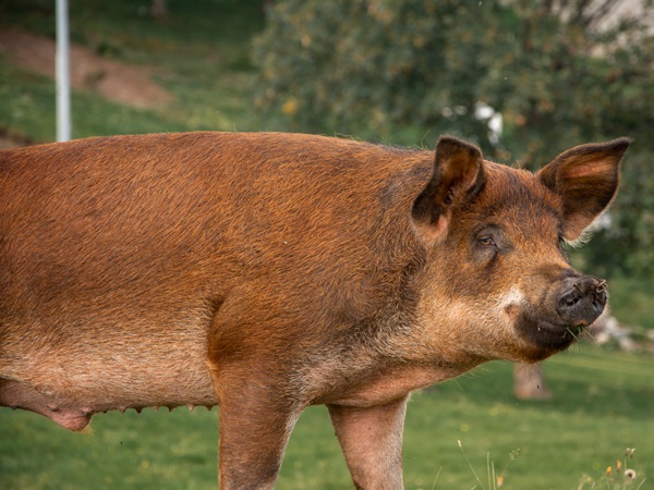 Duroc Pig