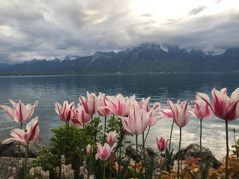 Montreux Tulip