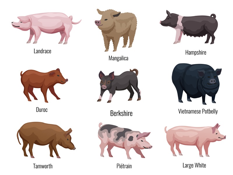 types of pigs
