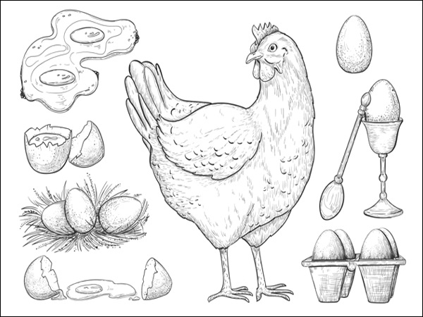 Realistic Chicken Outline Drawing