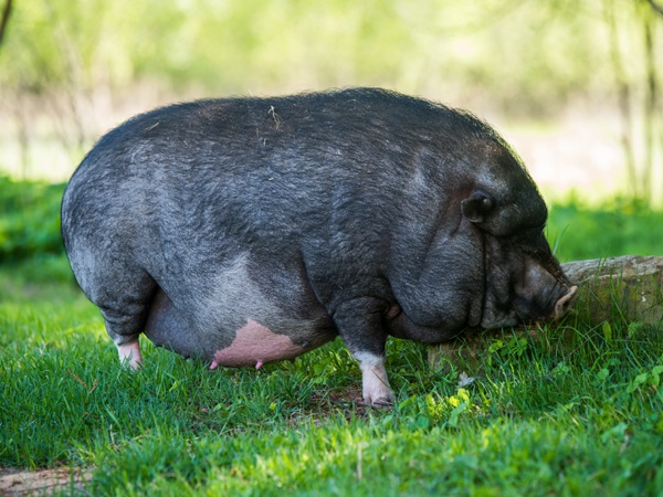 Vietnamese Pot Belly Pig