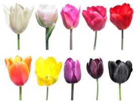 Types of Tulips: 15 Rare and Exotic Tulip Varieties in The World