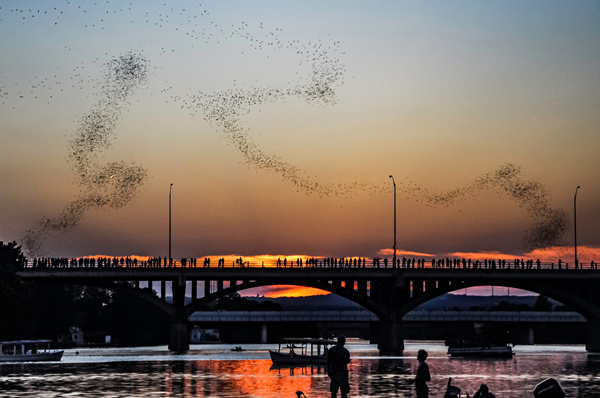 Austin Bats At Congress Avenue Bridge