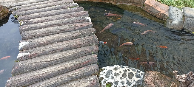 Freshwater Fish Pond