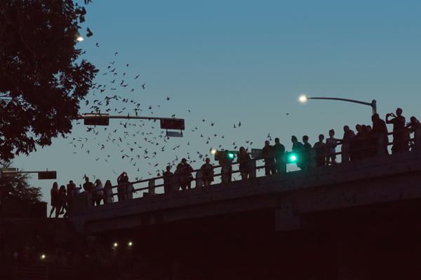 Waugh Drive Bat Colony Must Visit Place In Houston